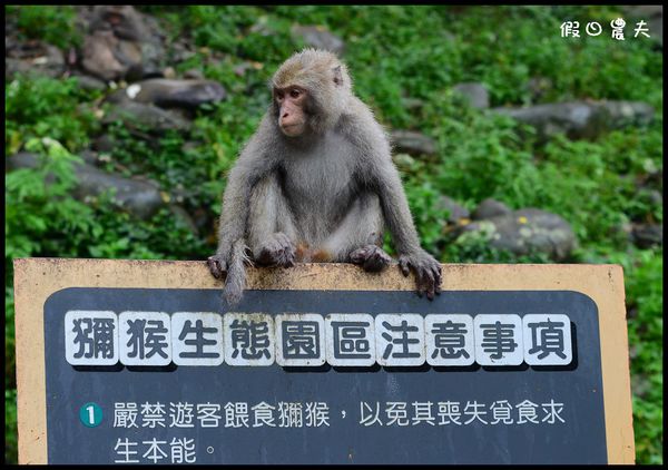 【台中景點】郭叔叔獼猴生態區 @假日農夫愛趴趴照