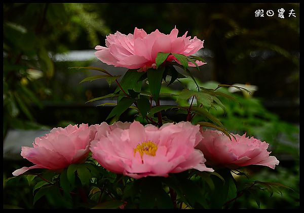 【南投景點】杉林溪森林生態渡假園區賞花中之王-牡丹 @假日農夫愛趴趴照