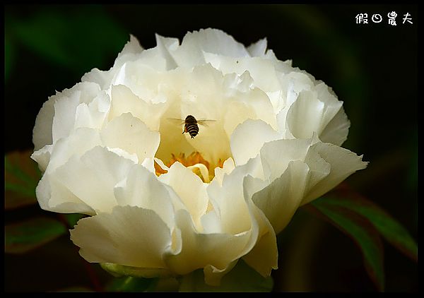 四季花曆賞花情報懶人包 | 梅花、櫻花、桐花、荷花、楓葉、落羽松/花季景點一覽表/跟著季節去賞花旅遊/賞花祕境/農夫愛賞花 @假日農夫愛趴趴照