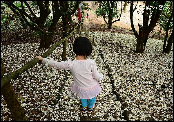 四季花曆賞花情報懶人包 | 梅花、櫻花、桐花、荷花、楓葉、落羽松/花季景點一覽表/跟著季節去賞花旅遊/賞花祕境/農夫愛賞花 @假日農夫愛趴趴照