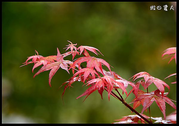 【南投景點】杉林溪賞紫藤白藤 @假日農夫愛趴趴照