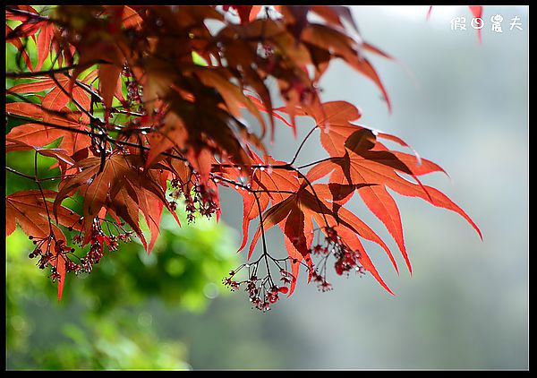 【南投景點】杉林溪賞紫藤白藤 @假日農夫愛趴趴照