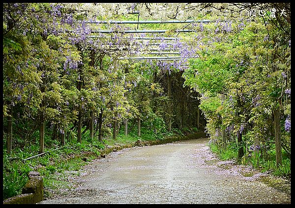 【南投景點】杉林溪賞紫藤白藤 @假日農夫愛趴趴照