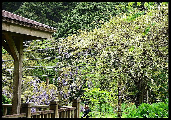 【南投景點】杉林溪賞紫藤白藤 @假日農夫愛趴趴照