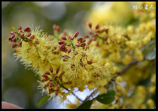 【彰化景點】溪州公園賞墨水樹開花 @假日農夫愛趴趴照