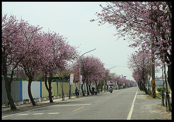 【雲林景點】土庫櫻花大道＆阿海師當歸鴨肉麵線 @假日農夫愛趴趴照