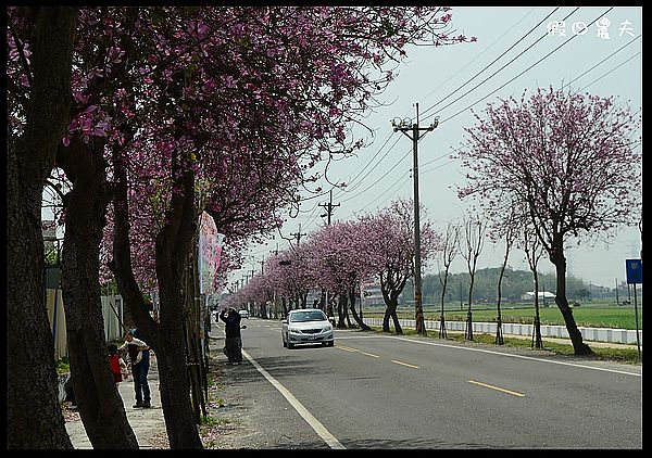 【雲林景點】土庫櫻花大道＆阿海師當歸鴨肉麵線 @假日農夫愛趴趴照