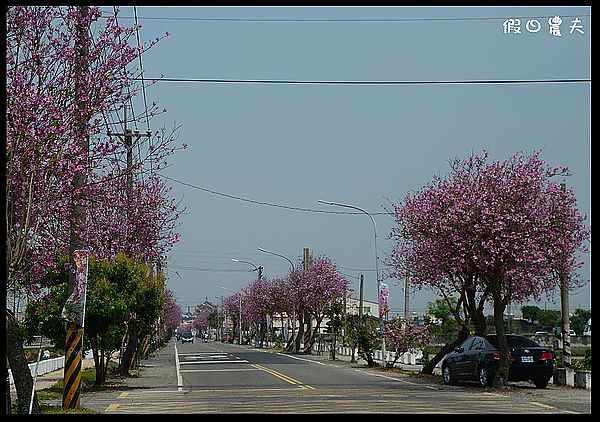 【雲林景點】土庫櫻花大道＆阿海師當歸鴨肉麵線 @假日農夫愛趴趴照