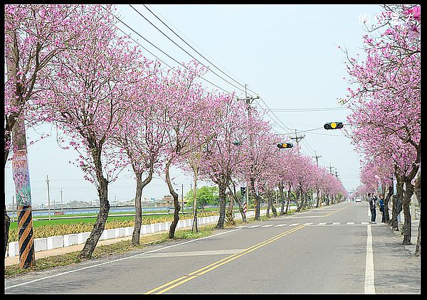 【雲林景點】土庫櫻花大道＆阿海師當歸鴨肉麵線 @假日農夫愛趴趴照