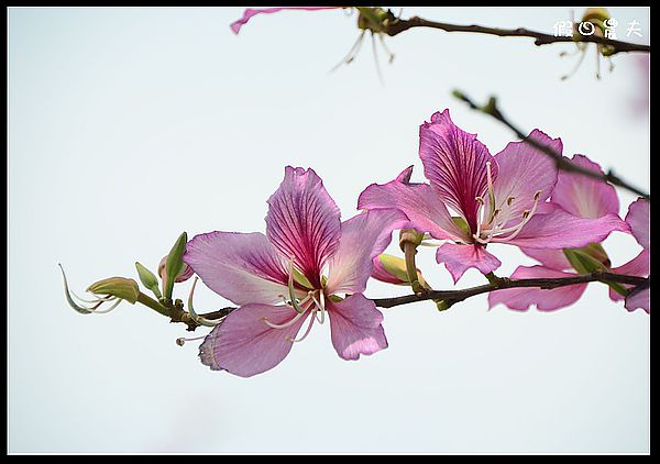 【雲林景點】土庫櫻花大道＆阿海師當歸鴨肉麵線 @假日農夫愛趴趴照