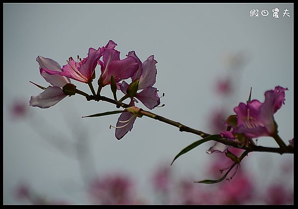 【雲林景點】土庫櫻花大道＆阿海師當歸鴨肉麵線 @假日農夫愛趴趴照