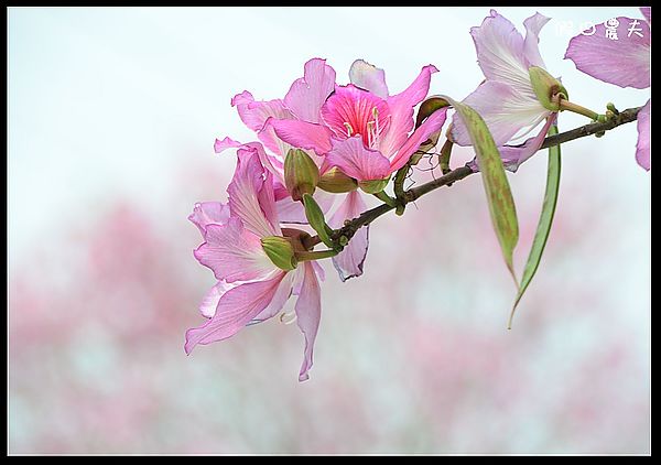 【雲林景點】土庫櫻花大道＆阿海師當歸鴨肉麵線 @假日農夫愛趴趴照