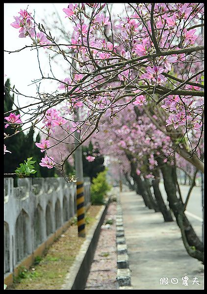 【雲林景點】土庫櫻花大道＆阿海師當歸鴨肉麵線 @假日農夫愛趴趴照