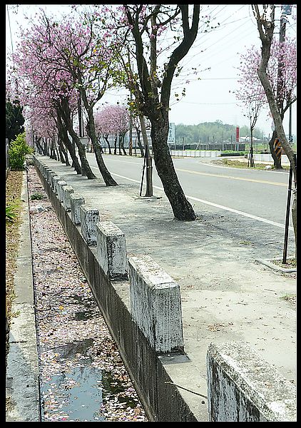 【雲林景點】土庫櫻花大道＆阿海師當歸鴨肉麵線 @假日農夫愛趴趴照