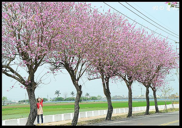 【雲林景點】土庫櫻花大道＆阿海師當歸鴨肉麵線 @假日農夫愛趴趴照