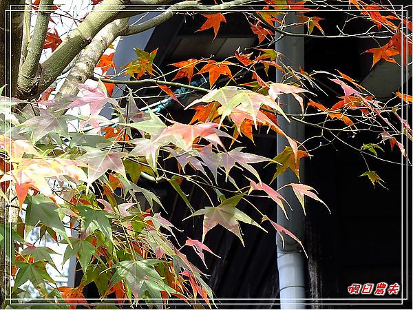 【苗栗美食】卓也小屋‧令人懷念的素食好滋味 @假日農夫愛趴趴照