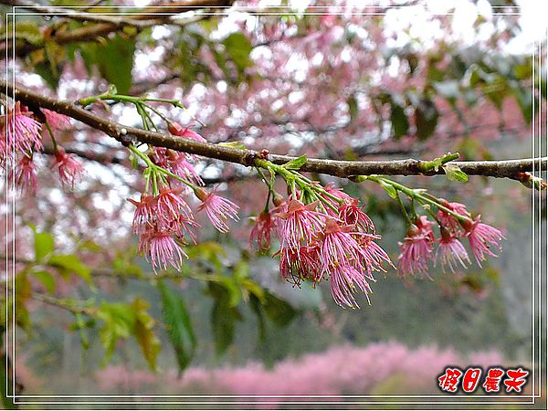 追櫻計畫10-熱血武陵‧雨中會佳人 @假日農夫愛趴趴照