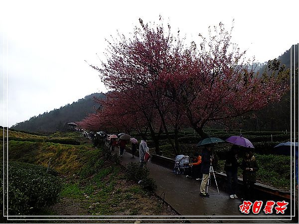 追櫻計畫10-熱血武陵‧雨中會佳人 @假日農夫愛趴趴照