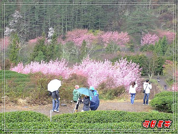 追櫻計畫10-熱血武陵‧雨中會佳人 @假日農夫愛趴趴照