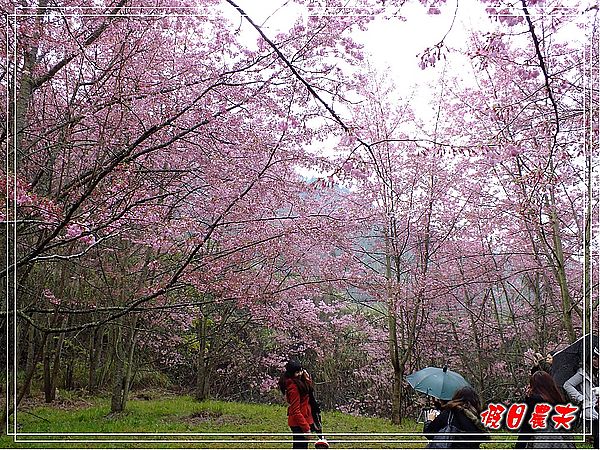 追櫻計畫10-熱血武陵‧雨中會佳人 @假日農夫愛趴趴照