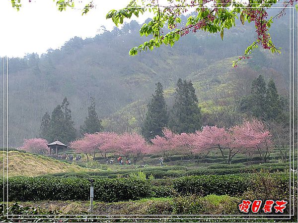 追櫻計畫10-熱血武陵‧雨中會佳人 @假日農夫愛趴趴照