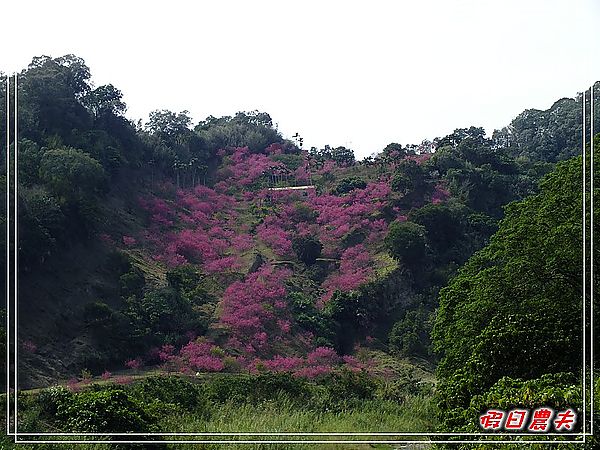 追櫻計畫8＆9‧東山路櫻花＆台大實驗林鳳凰自然教育園區 @假日農夫愛趴趴照