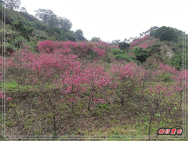 追櫻計畫8＆9‧東山路櫻花＆台大實驗林鳳凰自然教育園區 @假日農夫愛趴趴照