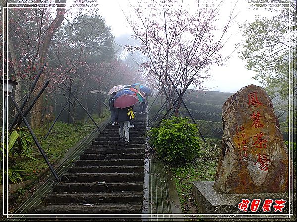 追櫻計畫8＆9‧東山路櫻花＆台大實驗林鳳凰自然教育園區 @假日農夫愛趴趴照