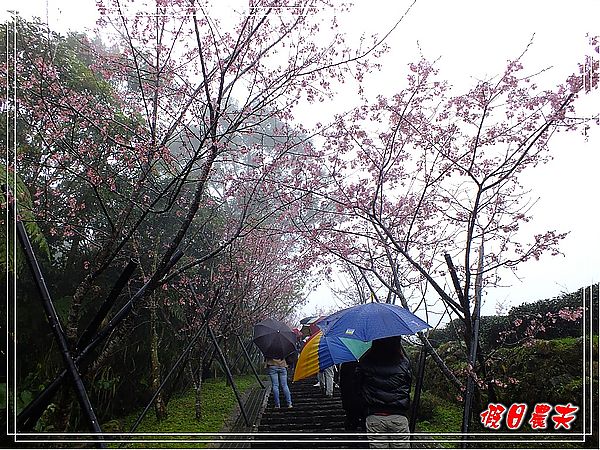 追櫻計畫8＆9‧東山路櫻花＆台大實驗林鳳凰自然教育園區 @假日農夫愛趴趴照