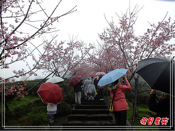 追櫻計畫8＆9‧東山路櫻花＆台大實驗林鳳凰自然教育園區 @假日農夫愛趴趴照