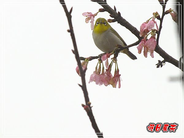 追櫻計畫8＆9‧東山路櫻花＆台大實驗林鳳凰自然教育園區 @假日農夫愛趴趴照