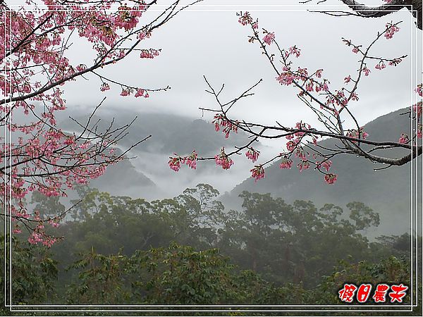 追櫻計畫8＆9‧東山路櫻花＆台大實驗林鳳凰自然教育園區 @假日農夫愛趴趴照