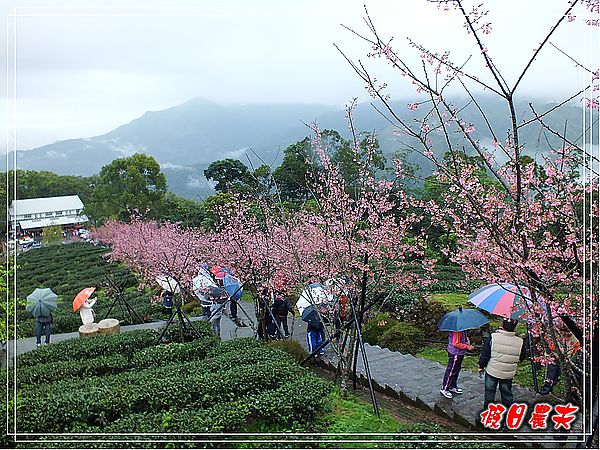 追櫻計畫8＆9‧東山路櫻花＆台大實驗林鳳凰自然教育園區 @假日農夫愛趴趴照