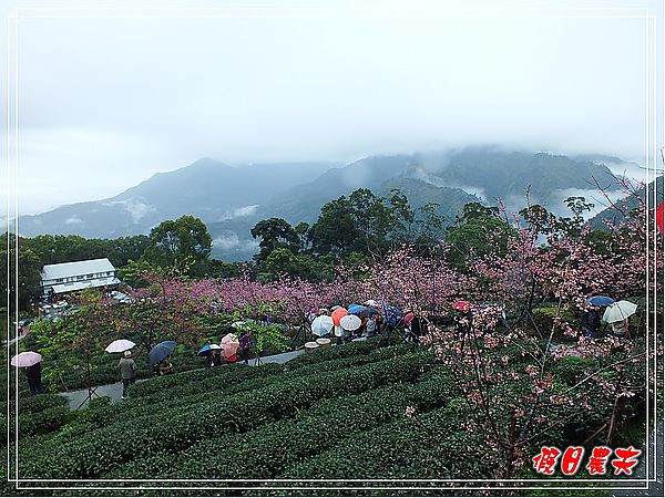 追櫻計畫8＆9‧東山路櫻花＆台大實驗林鳳凰自然教育園區 @假日農夫愛趴趴照