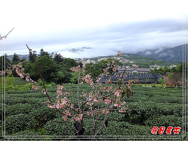 追櫻計畫8＆9‧東山路櫻花＆台大實驗林鳳凰自然教育園區 @假日農夫愛趴趴照