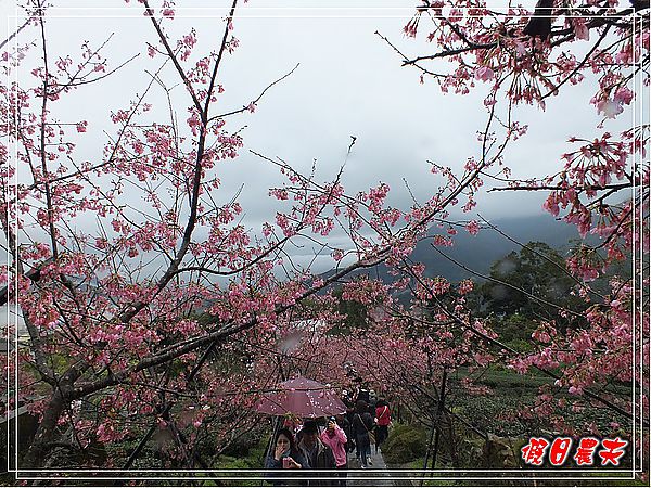 追櫻計畫8＆9‧東山路櫻花＆台大實驗林鳳凰自然教育園區 @假日農夫愛趴趴照