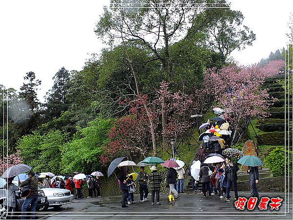 追櫻計畫8＆9‧東山路櫻花＆台大實驗林鳳凰自然教育園區 @假日農夫愛趴趴照