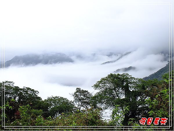 追櫻計畫8＆9‧東山路櫻花＆台大實驗林鳳凰自然教育園區 @假日農夫愛趴趴照