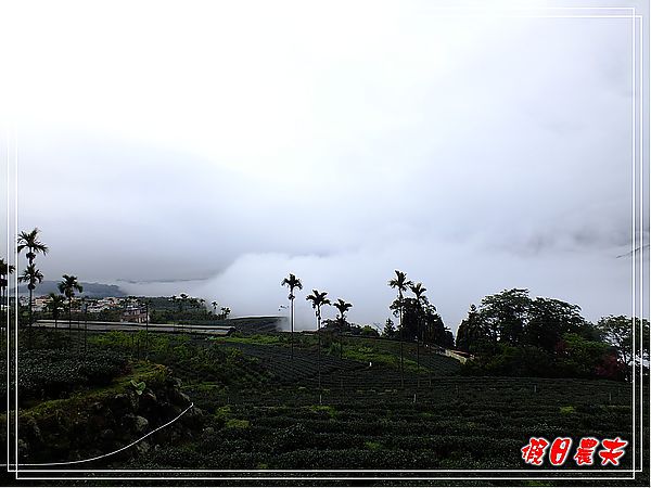 追櫻計畫8＆9‧東山路櫻花＆台大實驗林鳳凰自然教育園區 @假日農夫愛趴趴照