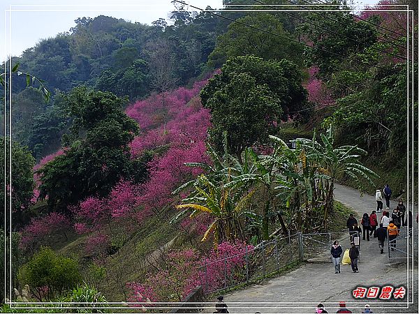 【賞櫻秘境】台中大坑濁水巷櫻花林（秘境不再是秘密） @假日農夫愛趴趴照