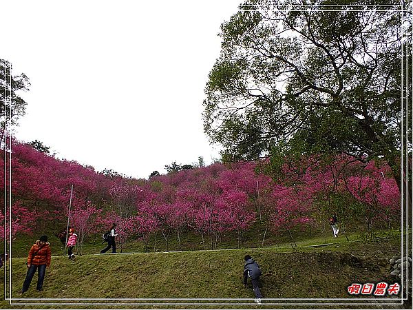 【賞櫻秘境】台中大坑濁水巷櫻花林（秘境不再是秘密） @假日農夫愛趴趴照