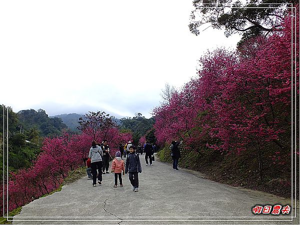 【賞櫻秘境】台中大坑濁水巷櫻花林（秘境不再是秘密） @假日農夫愛趴趴照