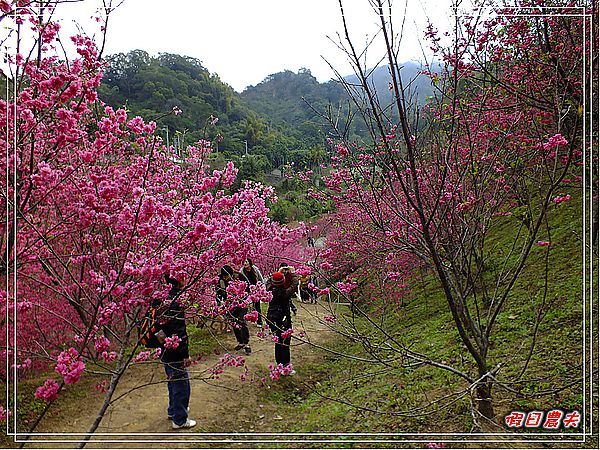 【賞櫻秘境】台中大坑濁水巷櫻花林（秘境不再是秘密） @假日農夫愛趴趴照