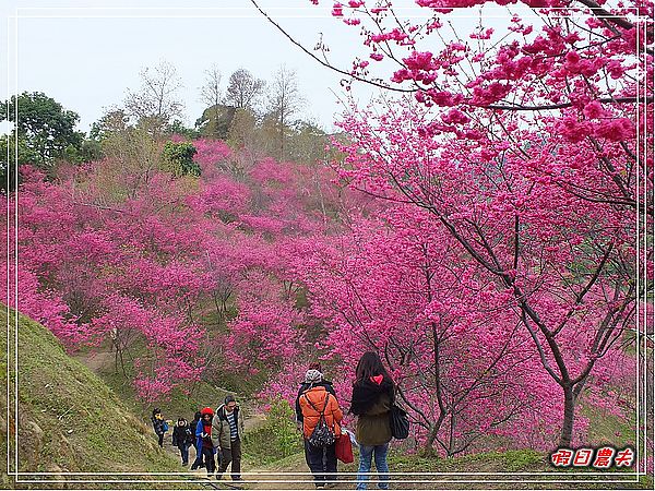 【賞櫻秘境】台中大坑濁水巷櫻花林（秘境不再是秘密） @假日農夫愛趴趴照