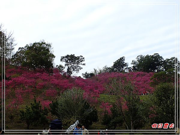 【賞櫻秘境】台中大坑濁水巷櫻花林（秘境不再是秘密） @假日農夫愛趴趴照