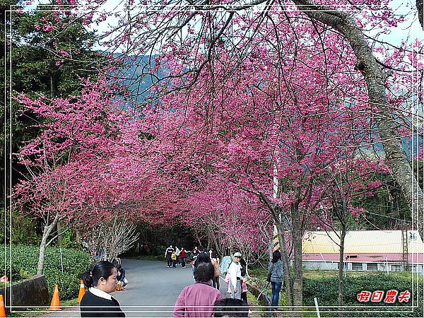 【南投景點】草坪頭‧人擠人‧賞櫻趣 @假日農夫愛趴趴照