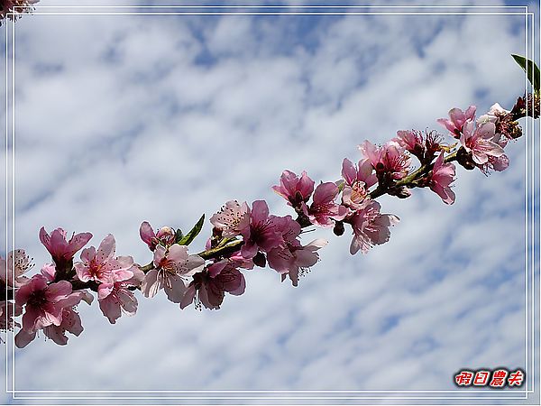 【南投景點】草坪頭‧人擠人‧賞櫻趣 @假日農夫愛趴趴照