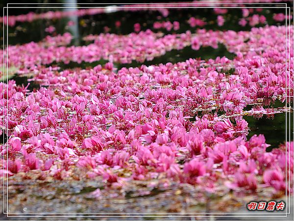 【南投景點】草坪頭‧人擠人‧賞櫻趣 @假日農夫愛趴趴照