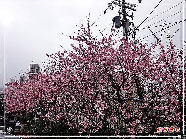 台北景點|雨中賞櫻‧陽明山禾豐農場/平菁街42巷 @假日農夫愛趴趴照