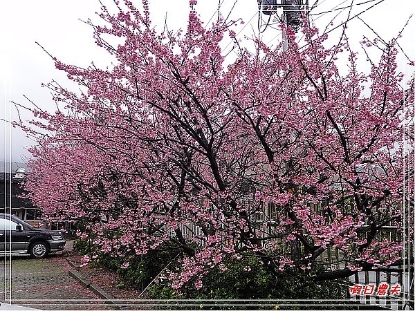 台北景點|雨中賞櫻‧陽明山禾豐農場/平菁街42巷 @假日農夫愛趴趴照